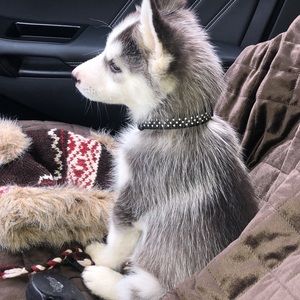 Meet your Posher, Ann